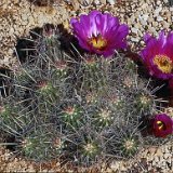 Echinocereus enneacanthus JL1195.jpg